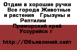 Отдам в хорошие ручки - Все города Животные и растения » Грызуны и Рептилии   . Приморский край,Уссурийск г.